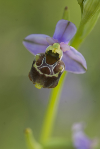 Variabilit in Op Gracilis in Lucania